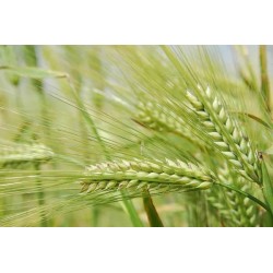 Orge bio