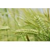 Orge bio