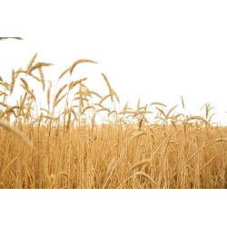 Triticale bio