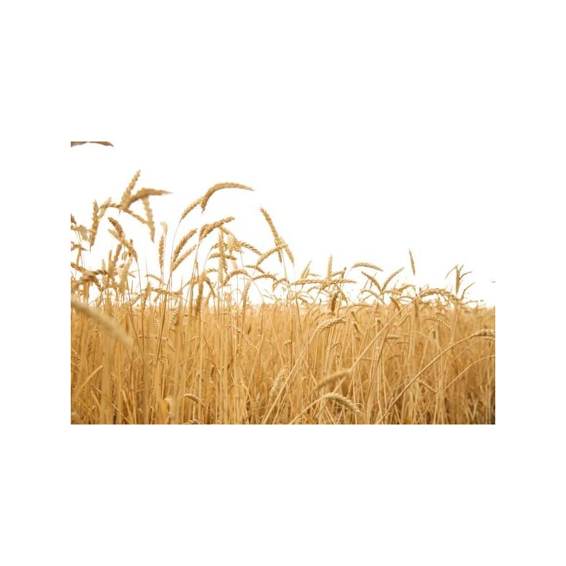 Triticale bio