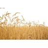 Triticale bio